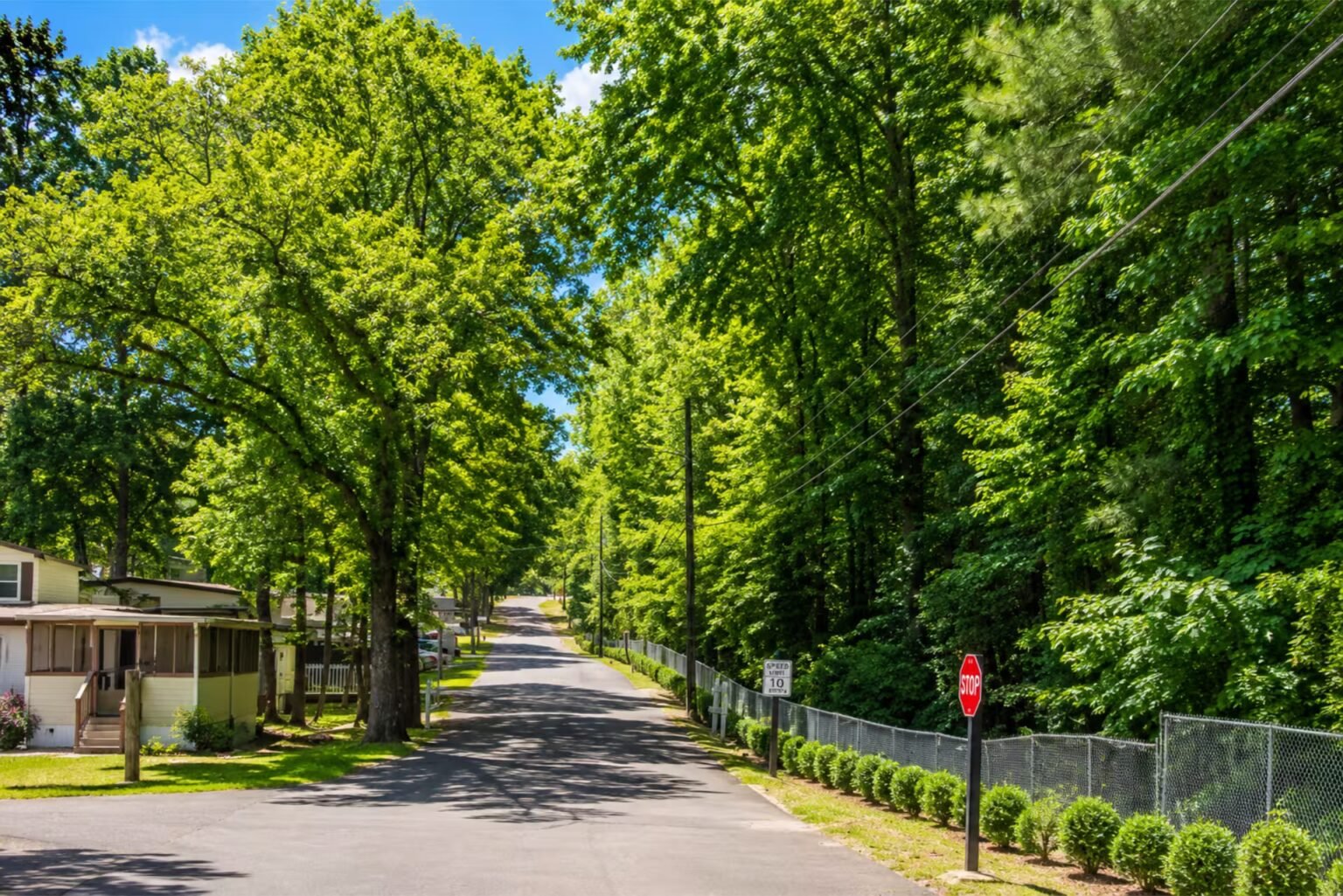 Quiet residential street lined by lush green trees, with houses and a red stop sign alongside.